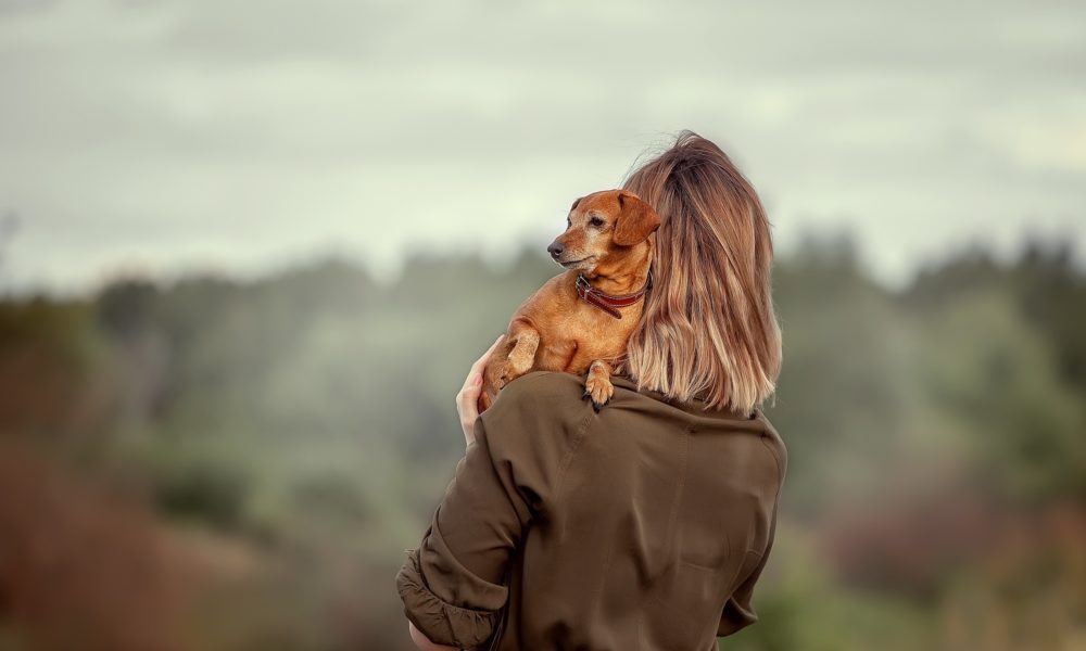 ¿Qué hacer para darle el último adiós a mi mascota? Foto: Envato elements