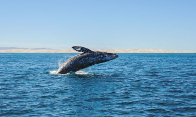 Ballena