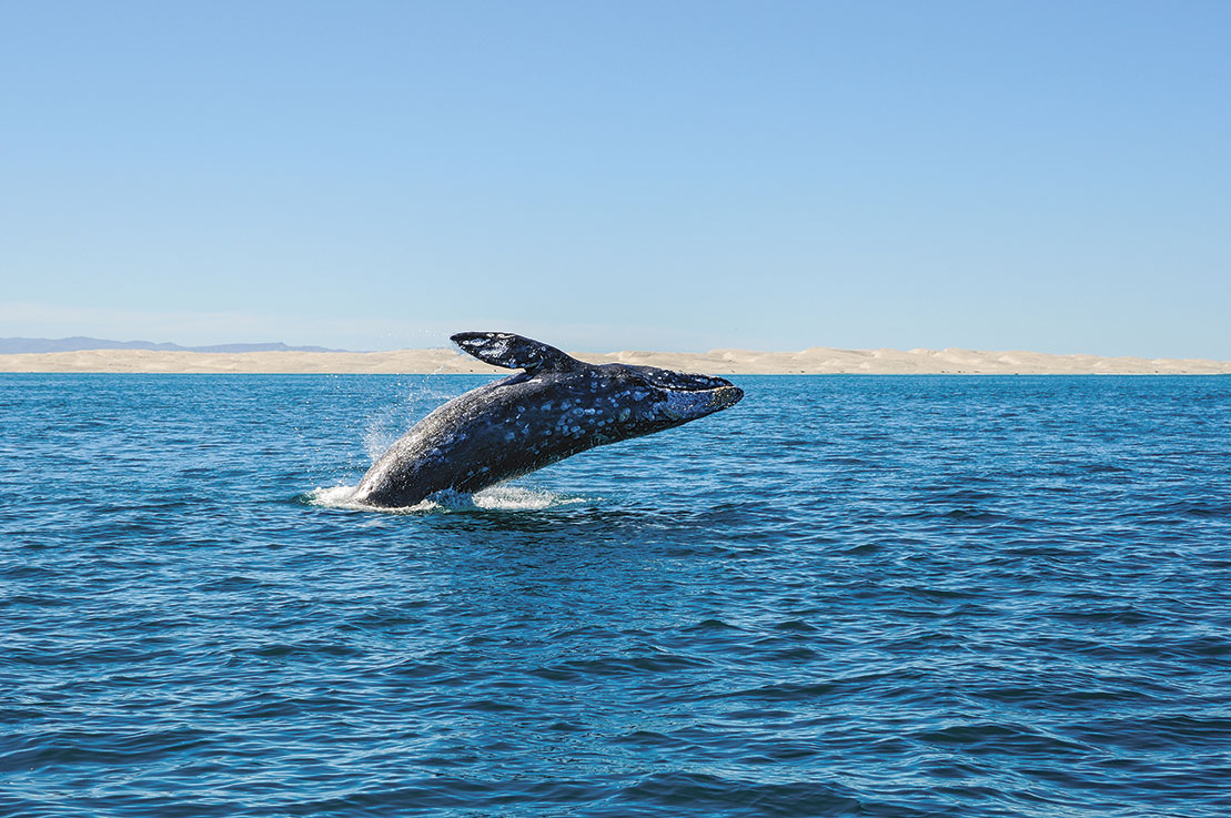 Ballena