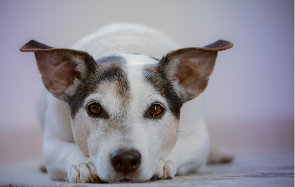 Despide a tu mascota con Crematorium