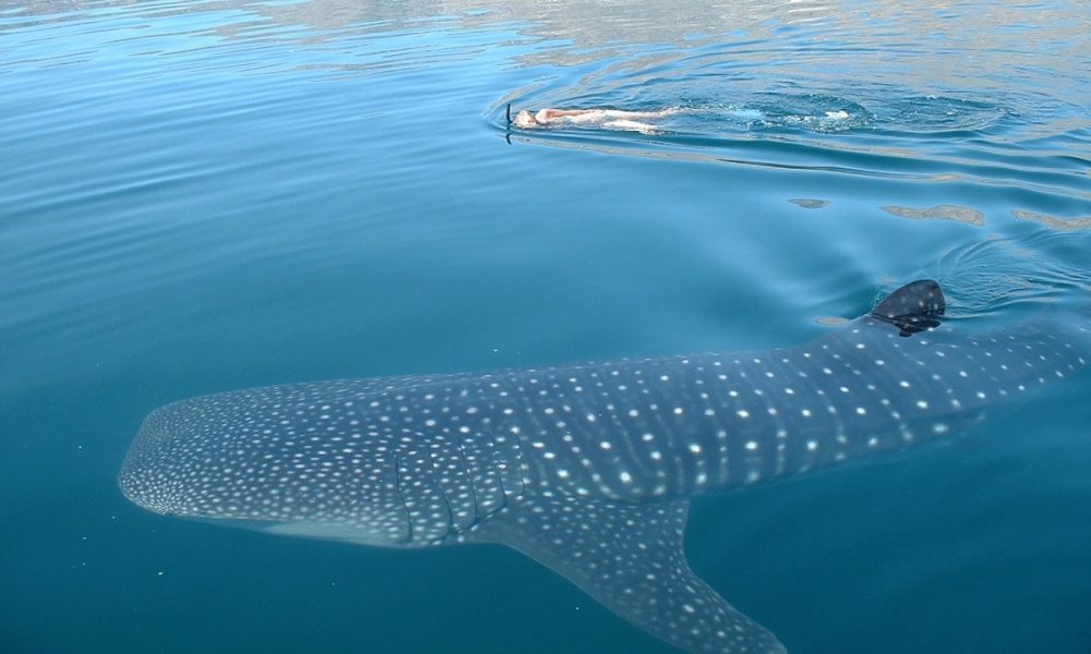 Tiburón Ballena