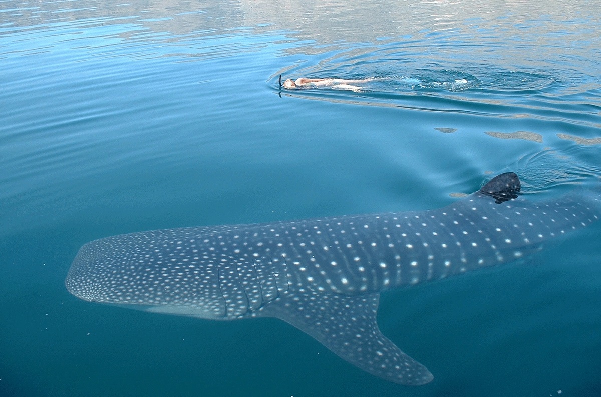 Tiburón Ballena