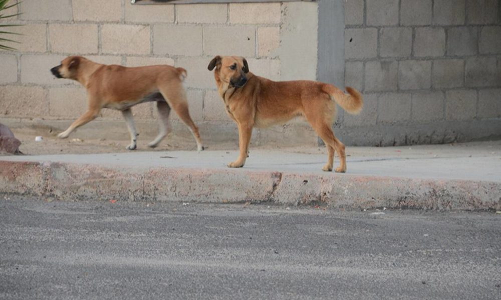 Perros callejeros