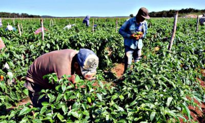 campo-trabajador-de-campo-990x660