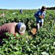 campo-trabajador-de-campo-990x660