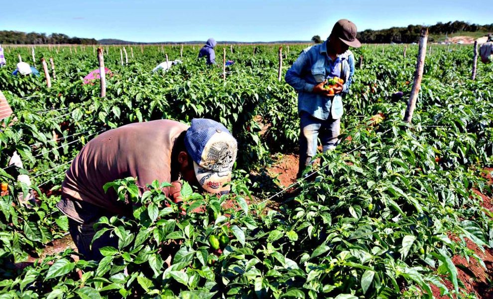 campo-trabajador-de-campo-990x660