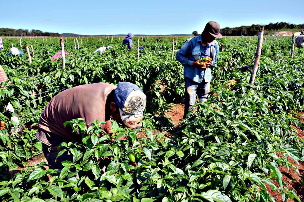 campo-trabajador-de-campo-990x660