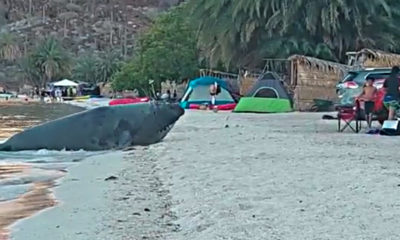 elefante-marino-el-coyote-playa-mulege-vacaciones-fauna-marina-1-990x660