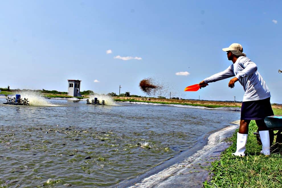 productores-pesqueros-acuicolas-granjas-conapesca-990x660