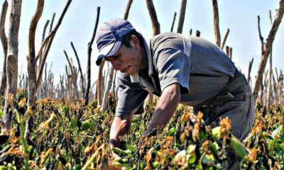 jornaleros-generico-campo-productor-agricultor-990x660