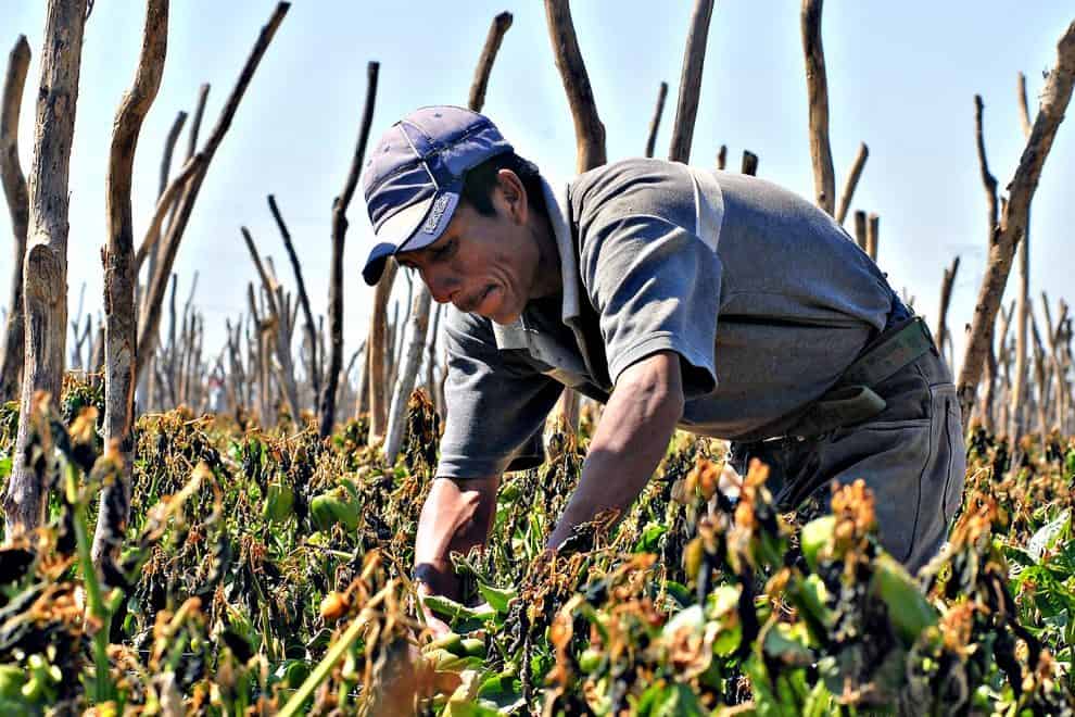 jornaleros-generico-campo-productor-agricultor-990x660