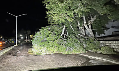 lluvia-santa-rosalia-arbol-caido-1--990x660