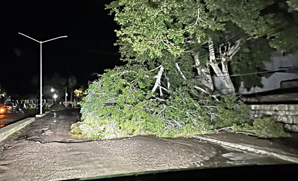 lluvia-santa-rosalia-arbol-caido-1--990x660