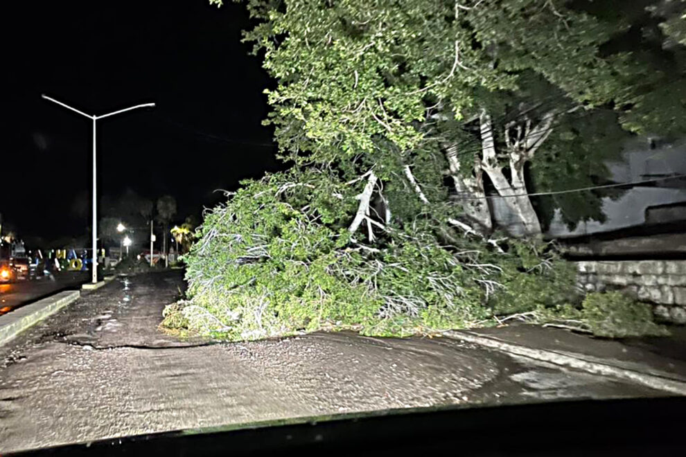 lluvia-santa-rosalia-arbol-caido-1--990x660