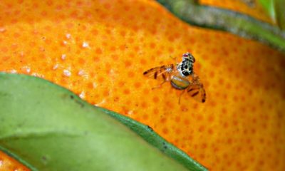 mosca-de-la-fruta-plaga-bcs-erradicar-brote-990x660