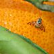 mosca-de-la-fruta-plaga-bcs-erradicar-brote-990x660