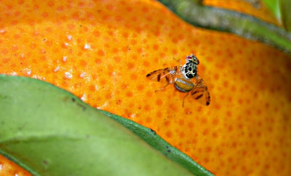 mosca-de-la-fruta-plaga-bcs-erradicar-brote-990x660