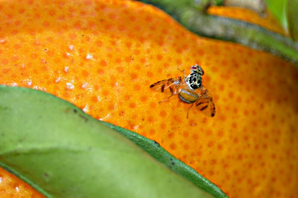 mosca-de-la-fruta-plaga-bcs-erradicar-brote-990x660