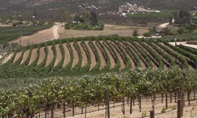 Valle-de-Guadalupe