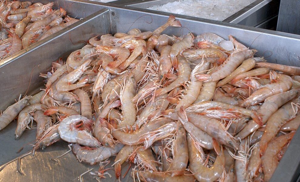 camarones-