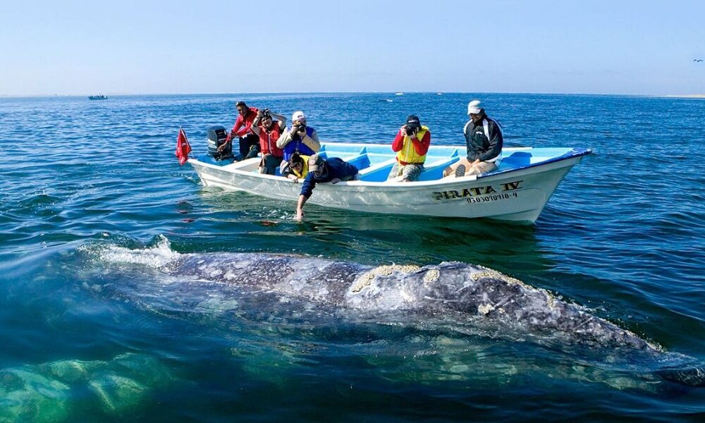 Ballenas