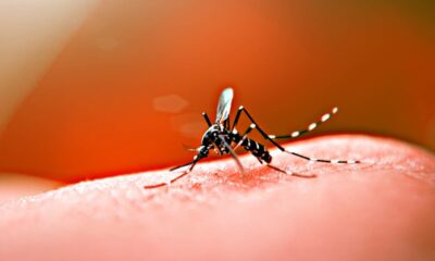 mosquito-picadura-infeccion-transmisor-dengue-zika-chikungunya-990x660