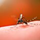 mosquito-picadura-infeccion-transmisor-dengue-zika-chikungunya-990x660