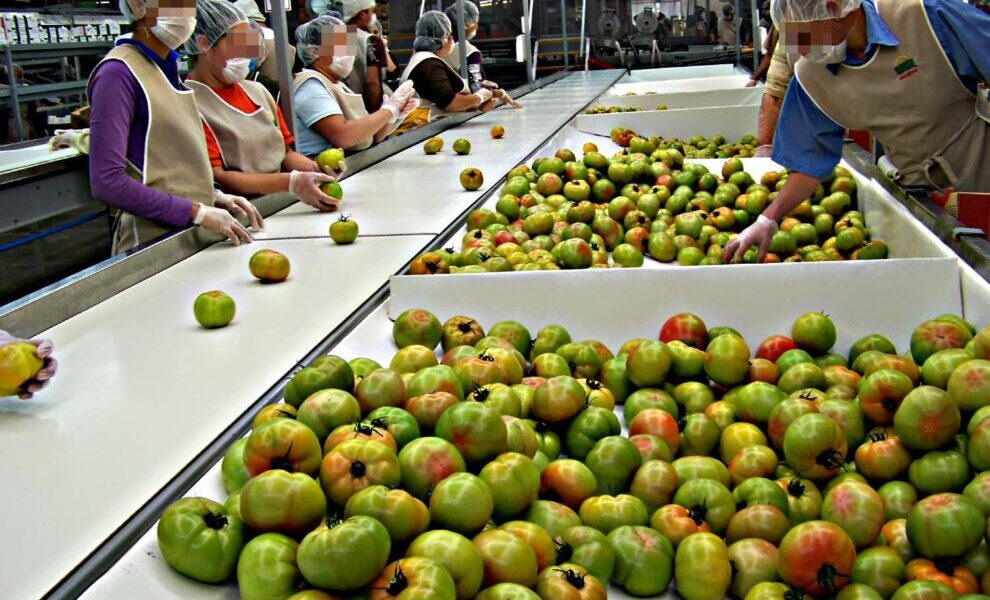 tomate-produccion-trabajadores-linea-agricultura-990x660