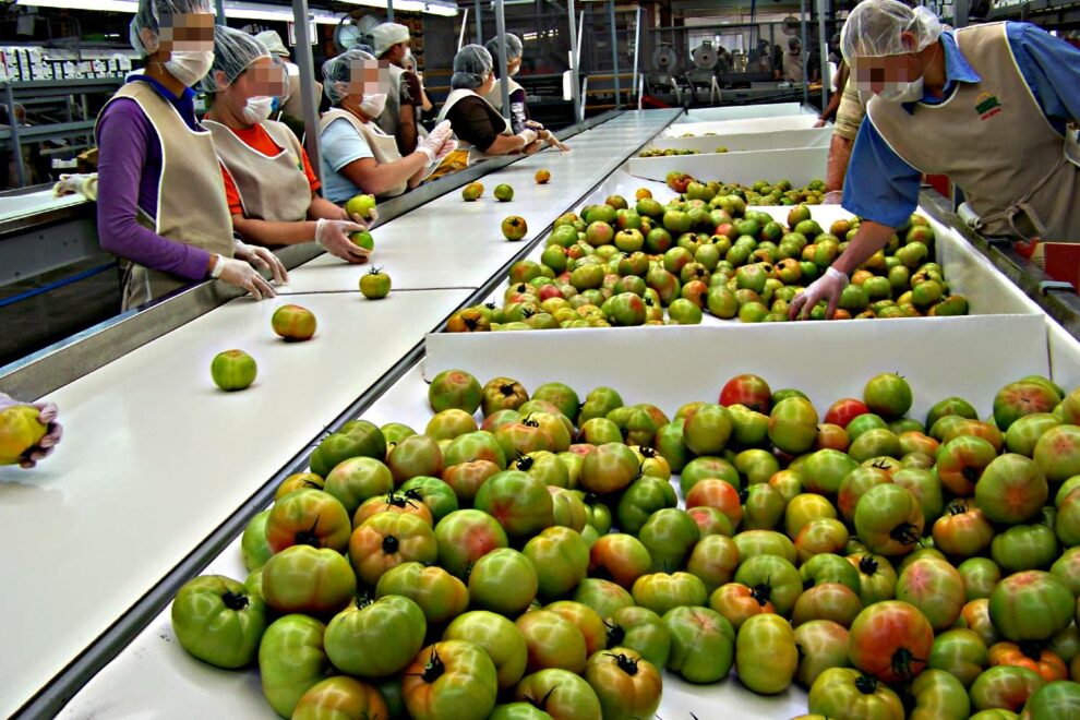 tomate-produccion-trabajadores-linea-agricultura-990x660