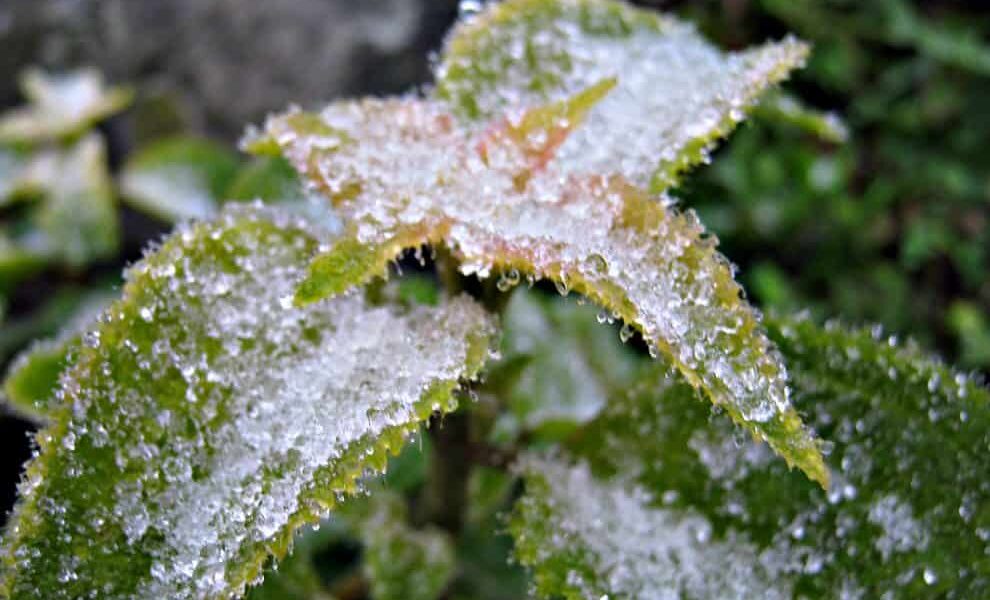 Agua nieve