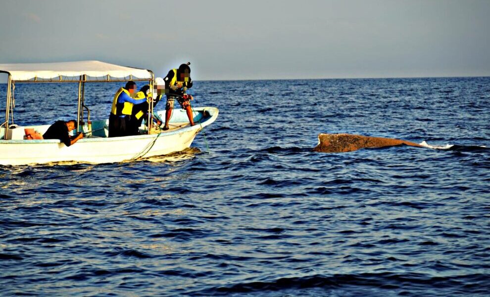 Los Cabos