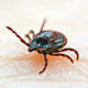 garrapata-enfermedad-insecto-salud-1-getty-images-1-990x660