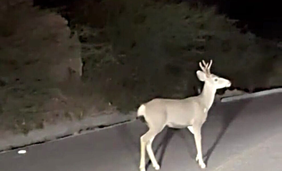 venado-bura-carretera-la-paz-1-990x660