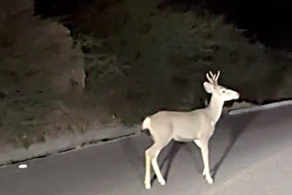 venado-bura-carretera-la-paz-1-990x660