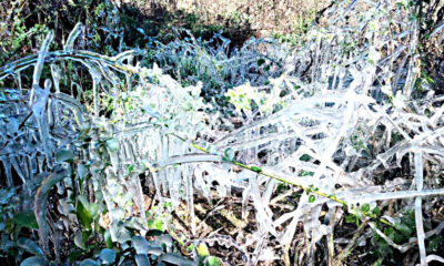 heladas-bajas-temperaturas-agricultura-monte-escarcha-frio-clima-1-990x660