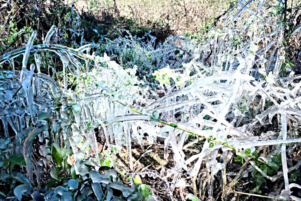 heladas-bajas-temperaturas-agricultura-monte-escarcha-frio-clima-1-990x660