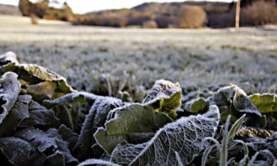 heladas-temperaturas-frias-clima-generico-1-990x660